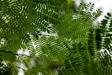 green leaf background
