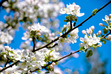 Białe kwiaty jabłoni na tle nieba. © MaHubert