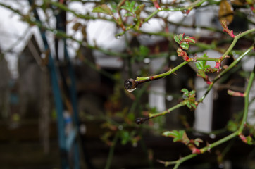 Water drops after rain on green foliage