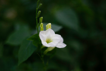 Tropical flowers blossom during summer time