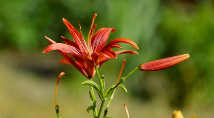 Blooming Lilies. Planting material. Perennial flowers. Blooming lilies in the flowerbed.