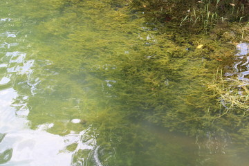 green grass and water