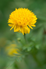 Tropical flowers blossom during summer time