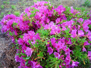 Purple azalea flowers wet in the rain