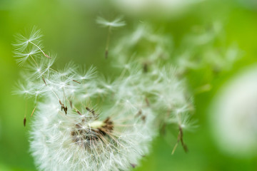 Dandelion flower seed close up