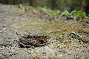 Big green toad in the forest. reptiles