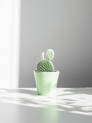 Bunny Ears cactus in a pot with white background | light and shadow studio photography | houseplant potted succulent plant | growing plants at home hobby