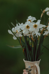 Bouquet of white narcissus