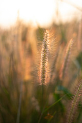 Obraz premium Tropical flowers blossom during summer time