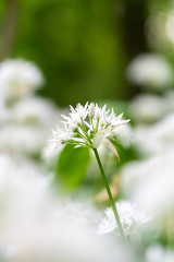 Wild carlic white flower in bloom