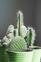 Group of potted cactuses isolated on white background with shadow and light | mini cactus in green ceramic pot | indoor plants succulent houseplants | Cactaceae bunny ears