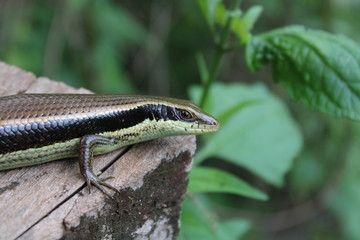 lizard on the tree
