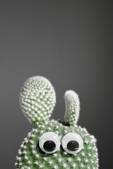 Bunny ears cactus with eyes isolated on minimalist grey background | funny plant | indoor plant houseplant succulent potted in green pot | growing plants hobby | for kids | green hdr vertical