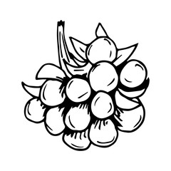 Hand-drawn simple vector illustration with black outline. Forest wild rubus saxatilis, stone berry isolated on a white background. For prints, label, sticker.