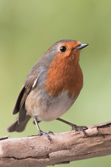 Portrait du rouge-gorge. 