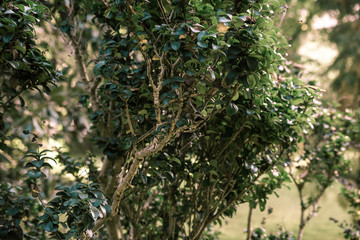 Berries and green leaves of ligustrum japonicum