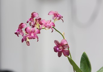 Orchid flower