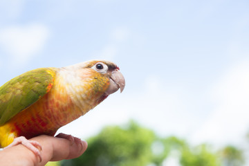 ウロコインコの生活