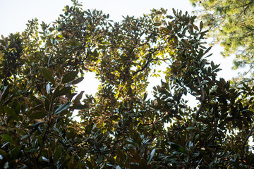 Green leaves of magnolia grandiflora on a sunny day