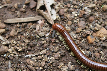 macro of a worm