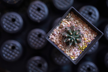 top view of a little jar of cactus, on top with sand and small rock, for gift  