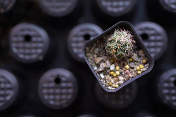 top view of a little jar of cactus, on top with sand and small rock, for gift  