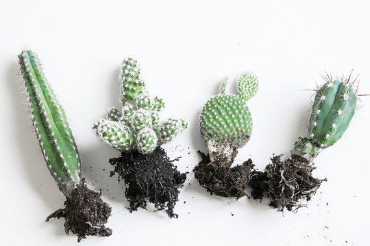 Group of green cactus plants isolated on white background | prickly cacti succulent with healthy roots showing | propagating houseplants | repotting Cactaceae | without pot | no pot | cacti selection