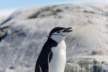Chinstrap penguin on the beach in Antarctica close up