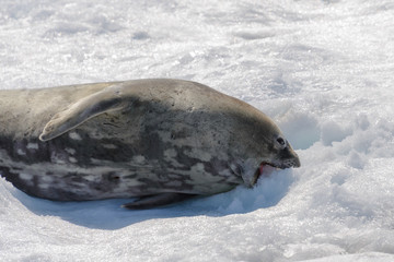 Obraz premium Leopard seal on beach with snow in Antarctica