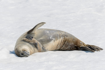 Leopard seal on beach with snow in Antarctica