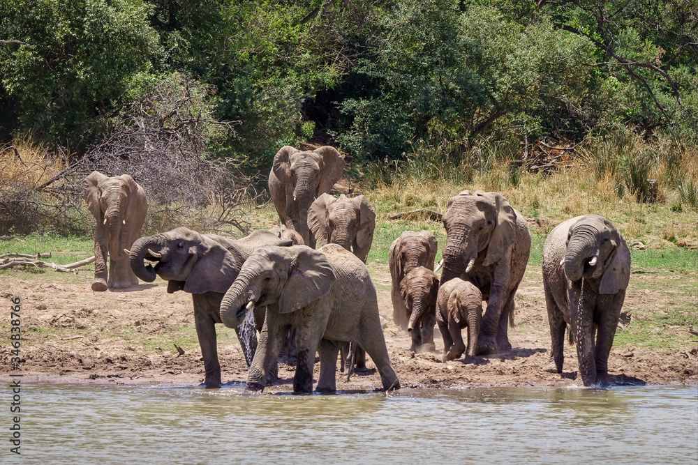 Wall mural Closeup shot of elephants approaching the lake with trees on the background