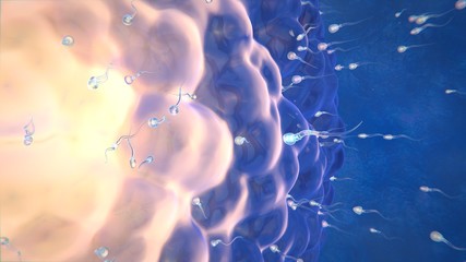 3d illustration ovulation women sperm and egg