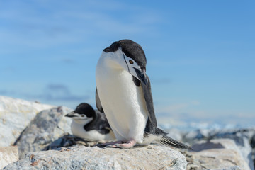 Naklejka premium Chinstrap penguin on the beach in Antarctica