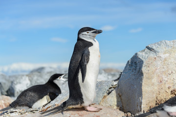 Chinstrap penguin on the beach in Antarctica © Alexey Seafarer