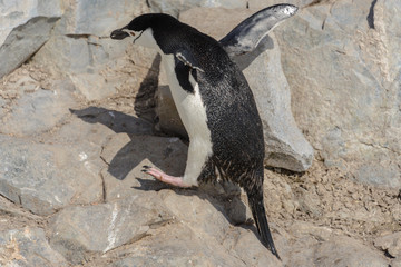 Chinstrap penguin climbing on rock in Antarctica