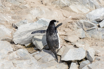 Chinstrap penguin climbing on rock in Antarctica