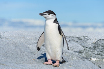 Obraz premium Chinstrap penguin on the beach in Antarctica