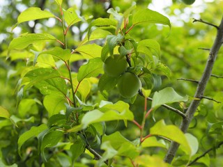 実がついた梅の木