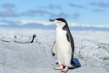 Obraz premium Chinstrap penguin on the beach in Antarctica