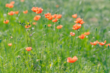 新緑の野に咲くカラフルな花