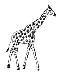 Hand-drawn vector illustration with black outline. Full length giraffe, spotted skin, side view isolated on a white background. Wild animals africa, nature, zoo. Safari, savannah. For t-shirt prints.