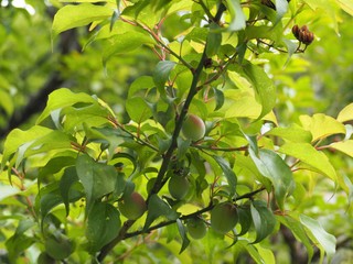 実がついた梅の木