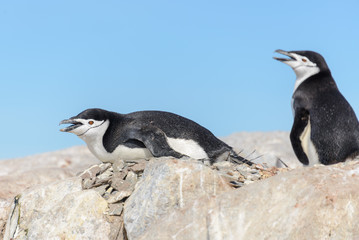 Chinstrap penguin on the beach in Antarctica