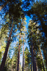 Berge, Felsen, Wälder, Bäume, Straßen