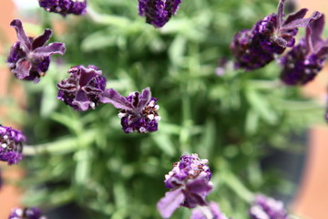 LAVENDER IN BACK LIHT. FLOWER MACRO PHOTO.
