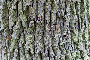 Pattern of a tree trunk  in the forest