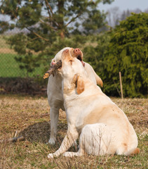 two yellow labrador retrievers play with one wooden dowel in the garden during the day