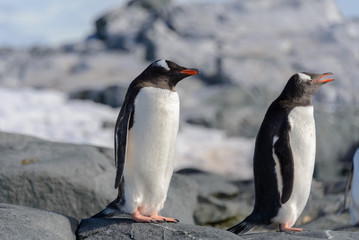 Gentoo penguin on rock in Antarctica