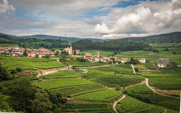 Cembra Valley landscape : vineyard surround the village of Cembra, Valle di Cembra, Trentino Alto Adige, northern Italy