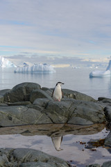 Chinstrap penguin on the rock with reflection in Antarctica